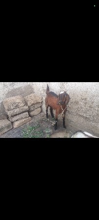 કાલાવડ જામનગર
