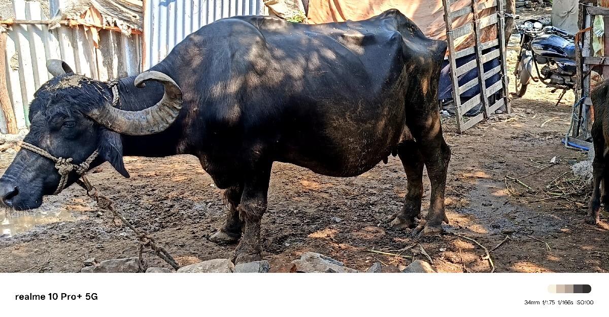 ભેંસ વેચવાની છે