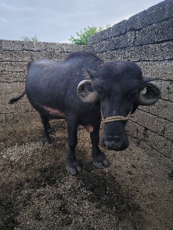 ભેશ વેચવાની છે