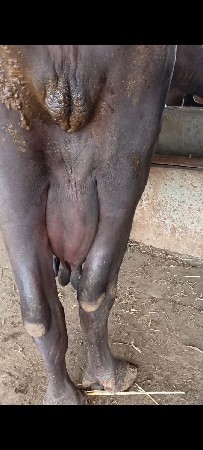 વેચવાની છે