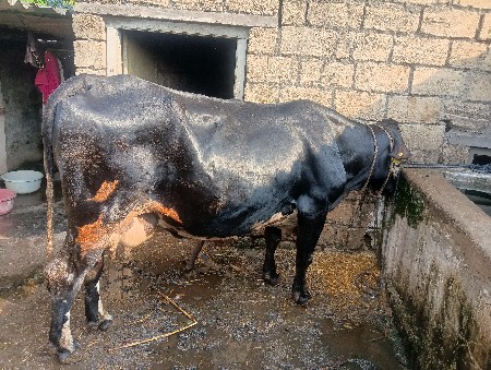 એચ. એફ. ગાય વેચવાની છે