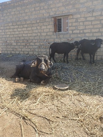 બિજા વેતર માં છે