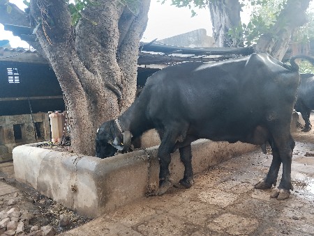 ભેંસ વેચવાની છે