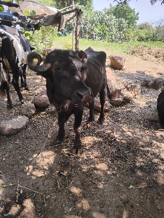 ખળેલી વેચવાની છે