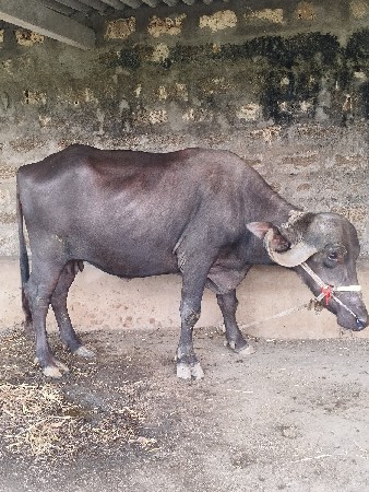 ભેંશ બીજૂવેતર  40દીવશનીકાશી