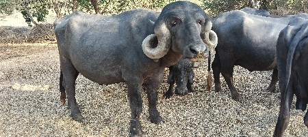 પાડો વેચવાનો છે