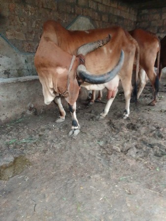 3 ગાય‌ વેચવાની છે