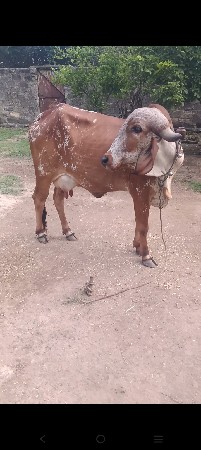 ગીર ગાય વેચવાની છે