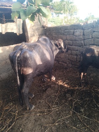 ભેંસ વેચવાની છે
