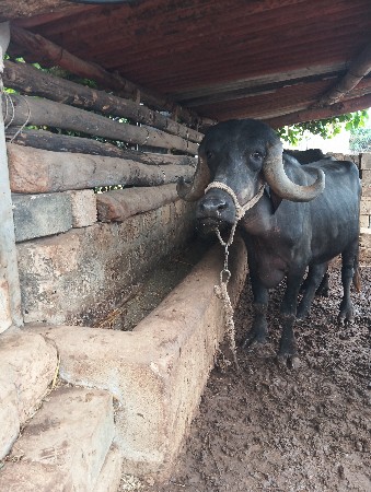 ખડેલી