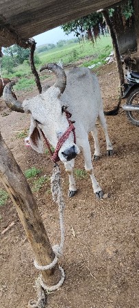 ફ્રી