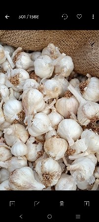 લસણ વેચવાનું છે