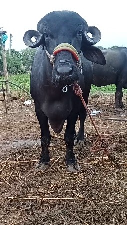 4 દાંત ખડેલી વેચવાની છે