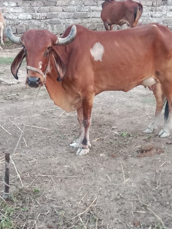 ભાદર તારા ગામ આદત પરા ગામ