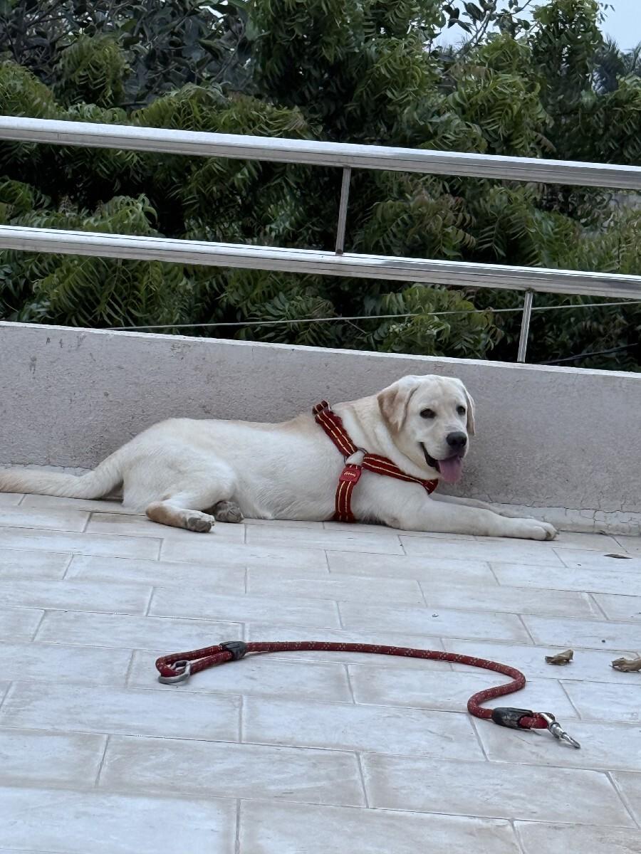 labra male punjab