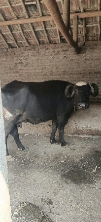 વેચવાની છે