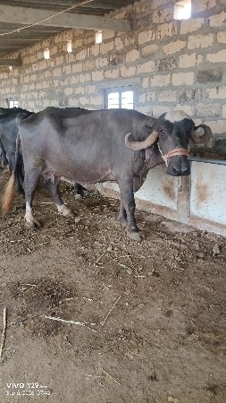 બીજું વેતર