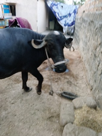 khadeli vechvani chhe