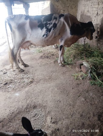 ત્રણ ગાયું વેચવાની છે