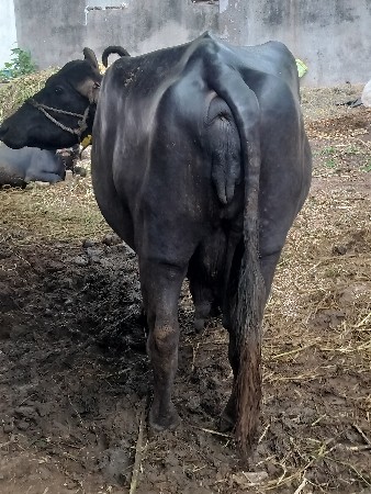 ભેંસ વેચવાની છે.