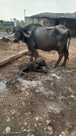 ભેંસ વેચવાની છે