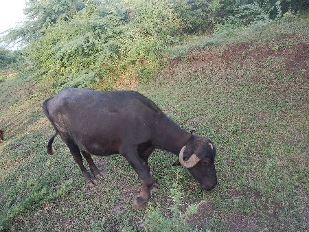 વેચવાનું છે