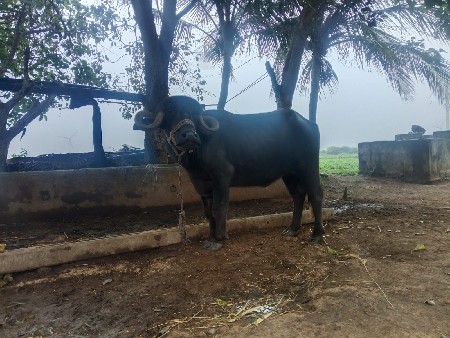 ખળેલી વેચવાની છે