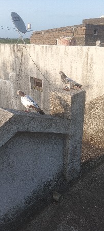 કબૂતર વેચવાના છે