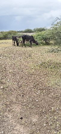 વાછડા વેચવાના છે