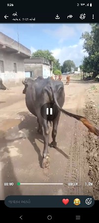 આ બે ભેહો વેચવાની છે