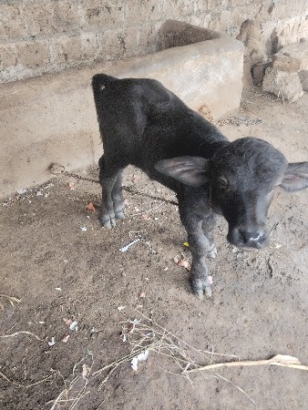પાડો વેચવાનો છે