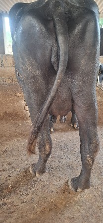 ભેંસ વેચવાની છે