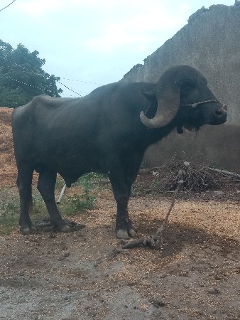 પાડો