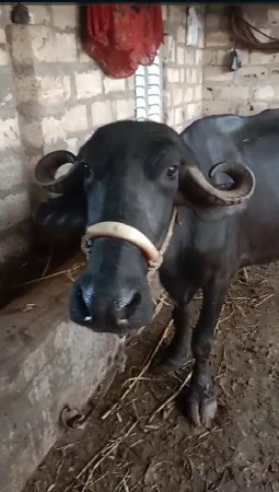 3:30 લિટર એક મહિના દી ની વાણેલી