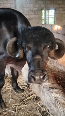 જાફરી ખડાય