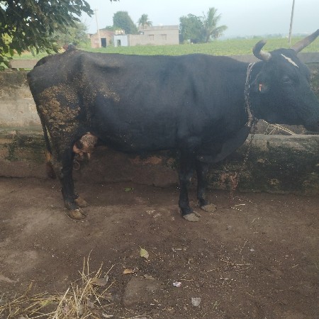 ઞાયવેશવાની