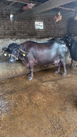 2 ભેંસો વેચવા ની સે