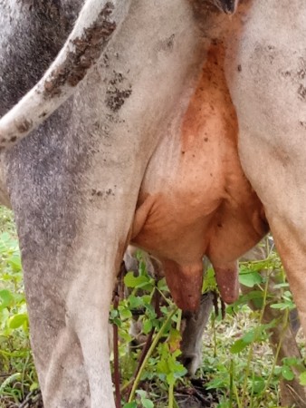ગાય  વેચવાની છે