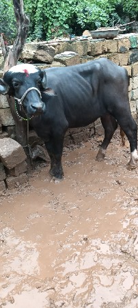 ખળેલી વેચવાની છે