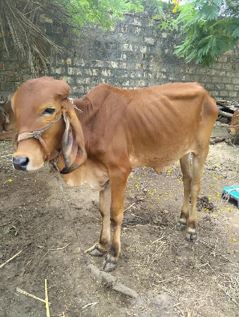 વાછડી વેચવાની છે