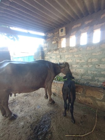 ભેંસ વેચવાની છે