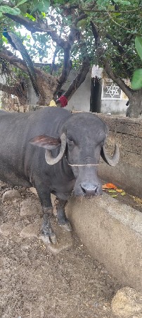 ભેંસ વેચવાની છે