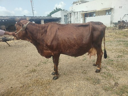 3જી વેતર વ્યાસે , ફુલ જવાબદારી