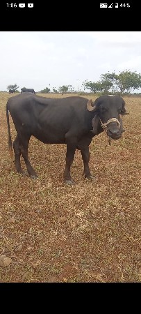 ખળેલી વેચવાનીછે