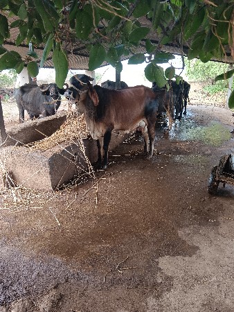 ગાય