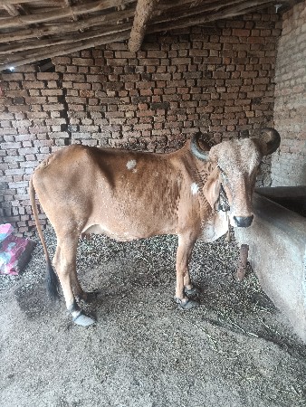 ગાય