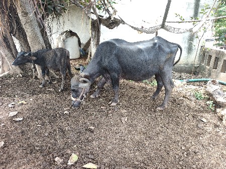 1 વેતર