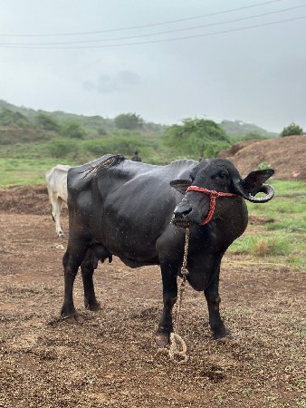 Bhesh વેચવાની she kimat 80