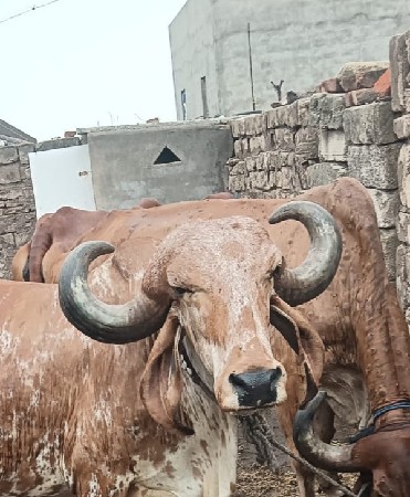 આ ગાય વેચવાની છે