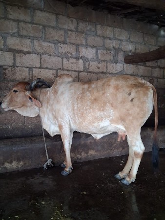 દેશી ગાય વેચવાની છે